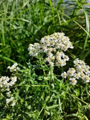 Achillea ptarmica
