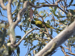 Trichoglossus chlorolepidotus