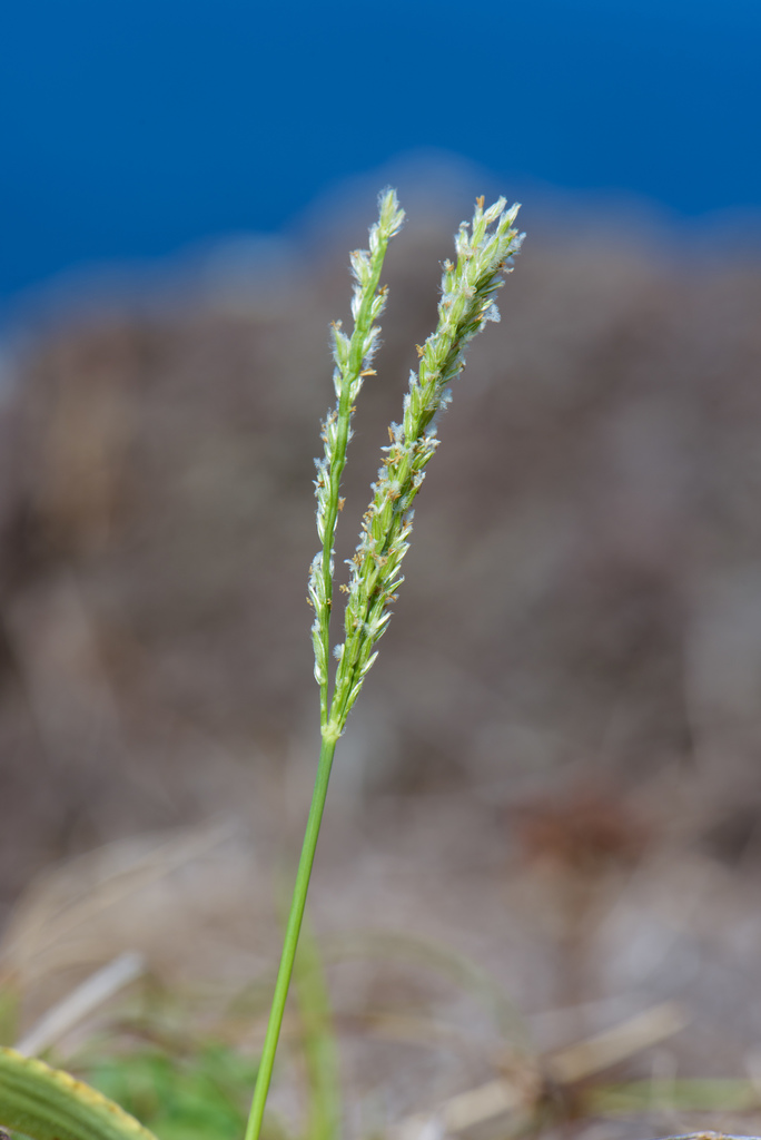 Digitaria sericea