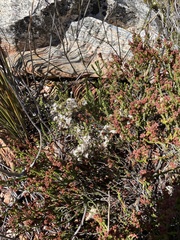 Agathosma blaerioides