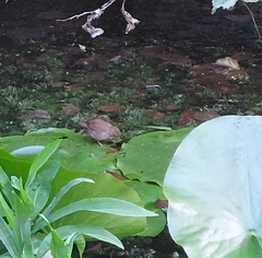 Troglodytes troglodytes