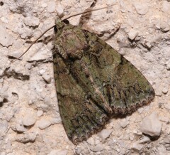 Polyphaenis sericata