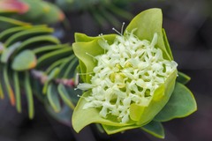 Pimelea macrostegia