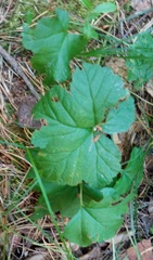 Rubus chamaemorus