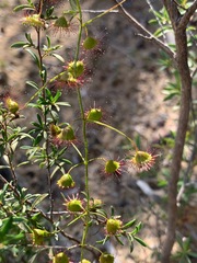 Drosera planchonii