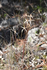 Caladenia capillata