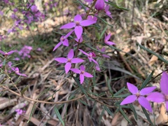 Boronia ledifolia