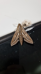 Hippotion celerio