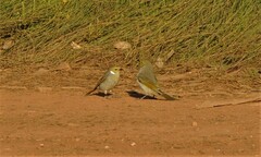 Ptilotula penicillata