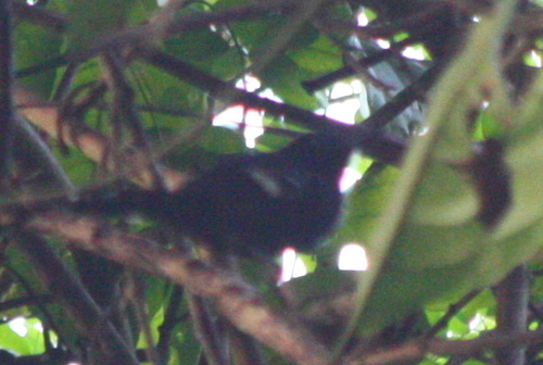 Microrhopias quixensis