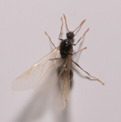 Tetramorium caespitum
