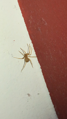 Loxosceles rufescens