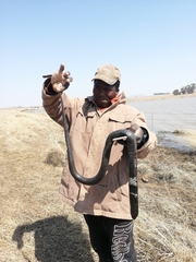 Hemachatus haemachatus