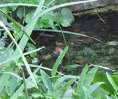 Troglodytes troglodytes