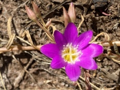 Calandrinia