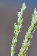 Digitaria sericea