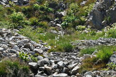 Eriophorum