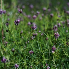 Dalea filiformis