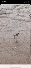 Limosa lapponica