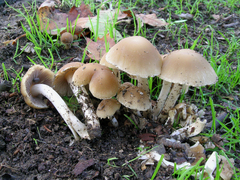 Candolleomyces candolleanus
