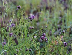 Dalea filiformis