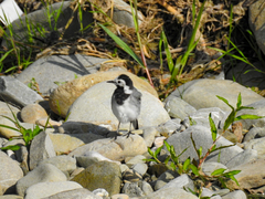 Motacilla alba alba