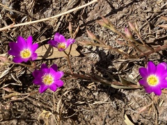 Calandrinia