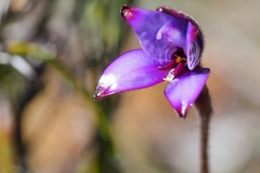 Elythranthera brunonis