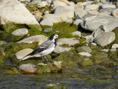 Motacilla alba alba