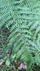 Dryopteris filix-mas