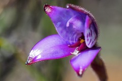 Elythranthera brunonis