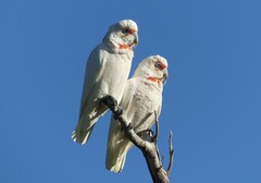 Cacatua tenuirostris