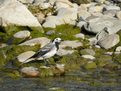 Motacilla alba alba