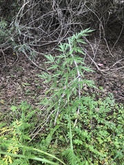 Pleurospermum uralense