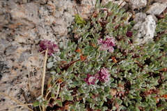 Eriogonum polypodum