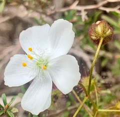 Drosera planchonii
