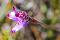 Elythranthera brunonis