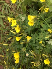 Oxalis pes-caprae