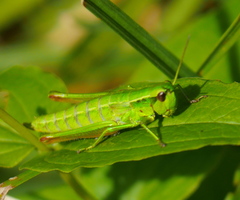 Euthystira brachyptera
