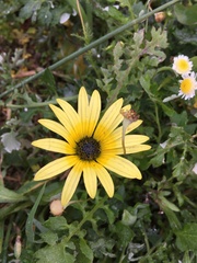 Arctotheca calendula