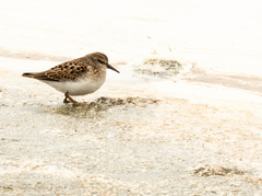 Calidris minutilla