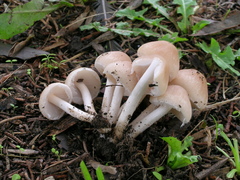 Candolleomyces candolleanus