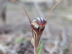 Pterostylis dolichochila