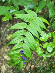 Gentiana asclepiadea