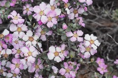 Leptospermum sericeum