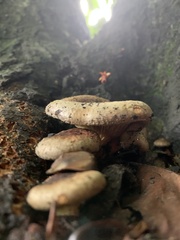 Lactarius deliciosus