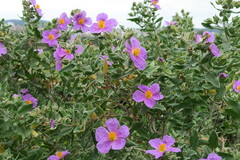 Cistus albidus
