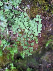 Adiantum formosanum