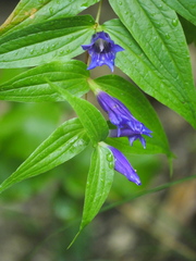Gentiana asclepiadea