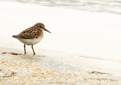 Calidris minutilla
